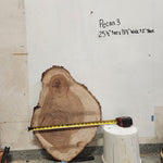 Front view of Pecan cross section with length and width measurement, sourced in DFW