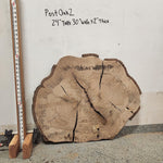 Front view of Post Oak cross section with lengthmeasurement, sourced in DFW