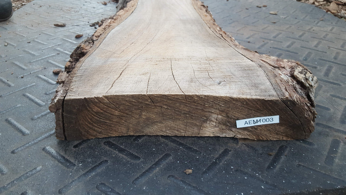 American Elm