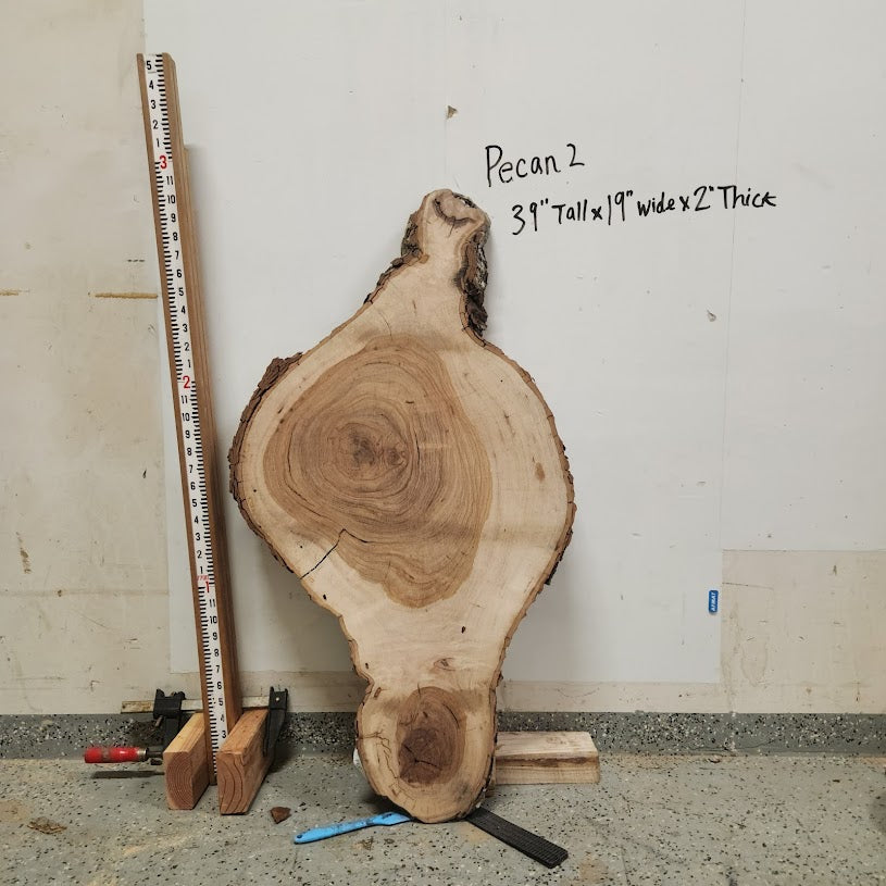 Front view of Pecan cross section with length measurement, sourced in DFW