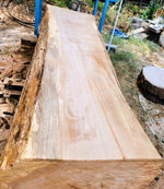 Red Oak
